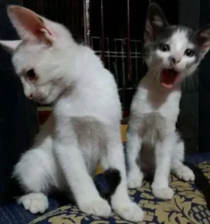 Gato raça SRD idade 2 a 6 meses nome IRMÃOS ITABORAÍ