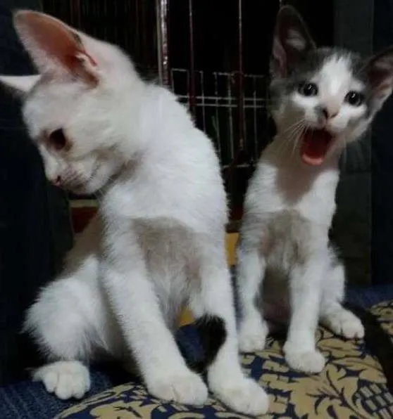 Gato ra a SRD idade 2 a 6 meses nome IRMÃOS ITABORAÍ