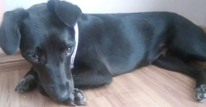 Cachorro ra a SRD idade 1 ano nome Nega