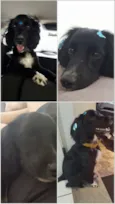 Pipa