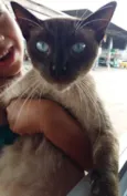 Dudu