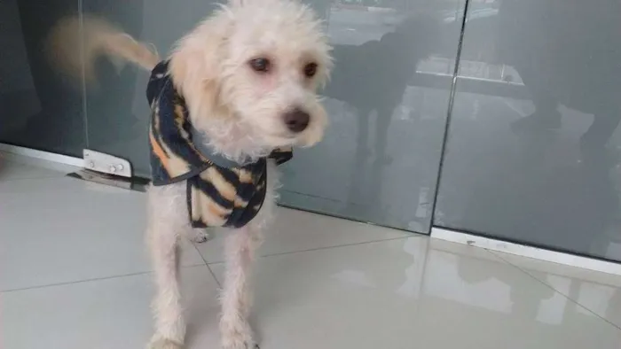Cachorro ra a Poodle idade 1 ano nome Sissa 
