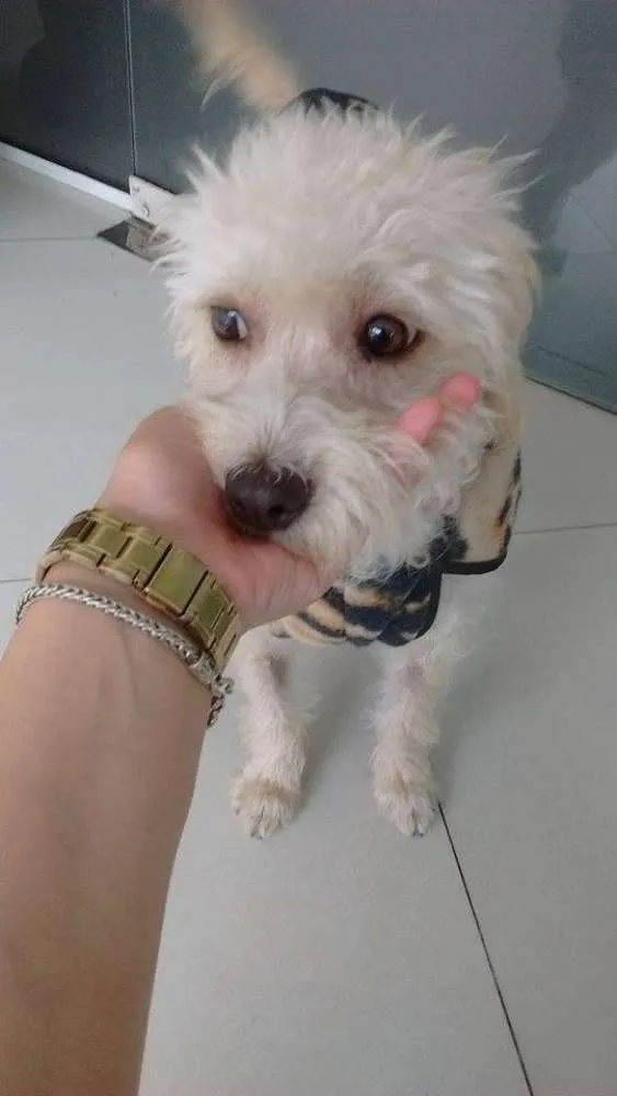 Cachorro ra a Poodle idade 1 ano nome Sissa 