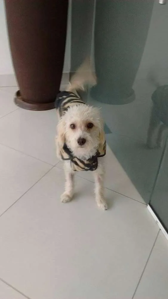 Cachorro ra a Poodle idade 1 ano nome Sissa 