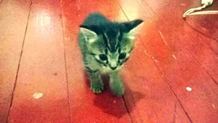 Gato ra a Mestiços idade 2 a 6 meses nome FOFINHOS