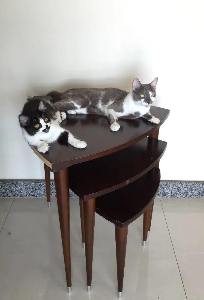 Gato raça Vira lata idade 7 a 11 meses nome Tifany e Jolie 