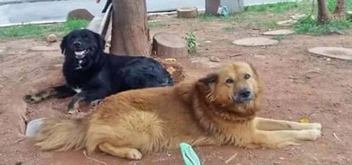 Cachorro ra a srd idade 2 anos nome Leon e Lino