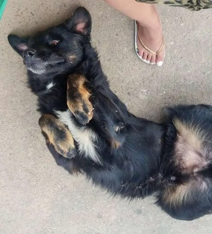 Cachorro ra a srd idade 2 anos nome Leon e Lino