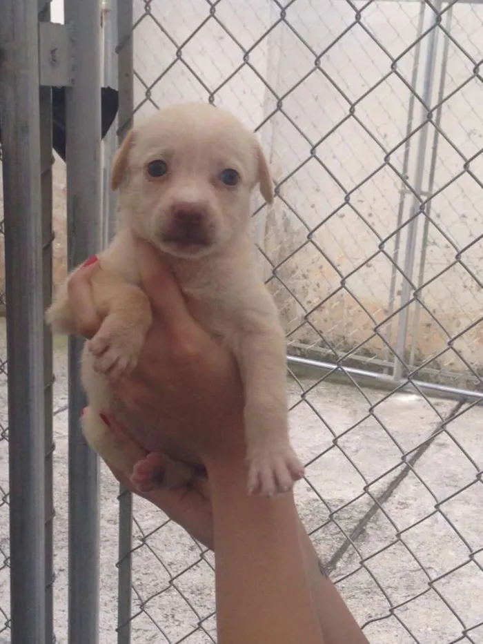 Cachorro ra a SRD idade Abaixo de 2 meses nome Amendoim