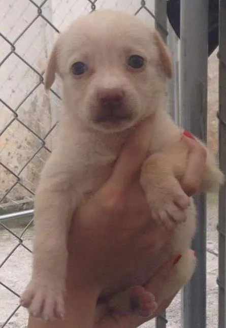 Cachorro ra a SRD idade Abaixo de 2 meses nome Amendoim