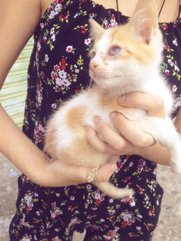 Gato ra a Vira-Lata idade 2 a 6 meses nome Effy