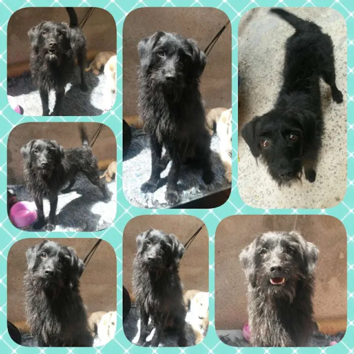 Cachorro ra a Sem Raça Definida  idade 1 ano nome Neguinho