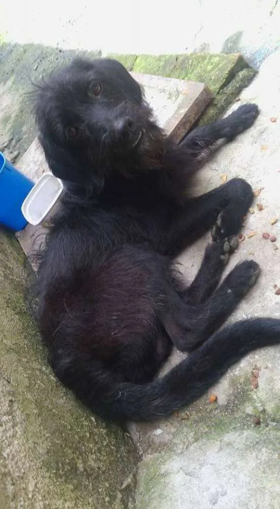 Cachorro ra a Sem Raça Definida  idade 1 ano nome Neguinho