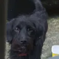 Neguinho