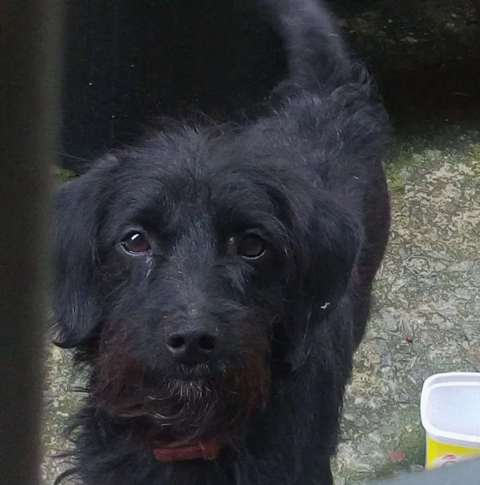 Cachorro ra a Sem Raça Definida  idade 1 ano nome Neguinho