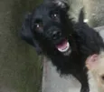 Neguinho