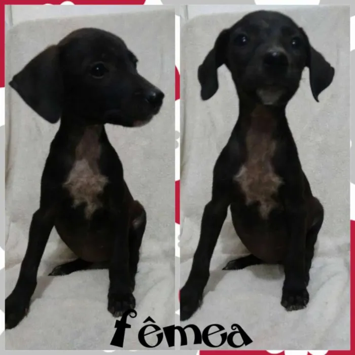 Cachorro raça Viralata idade 2 a 6 meses nome Filhotes