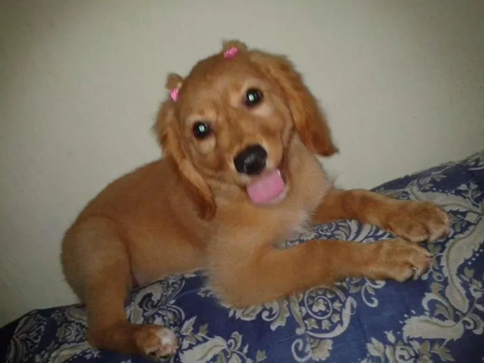 Cachorro ra a SRD idade 2 a 6 meses nome Laika