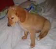 Laika