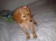 Laika