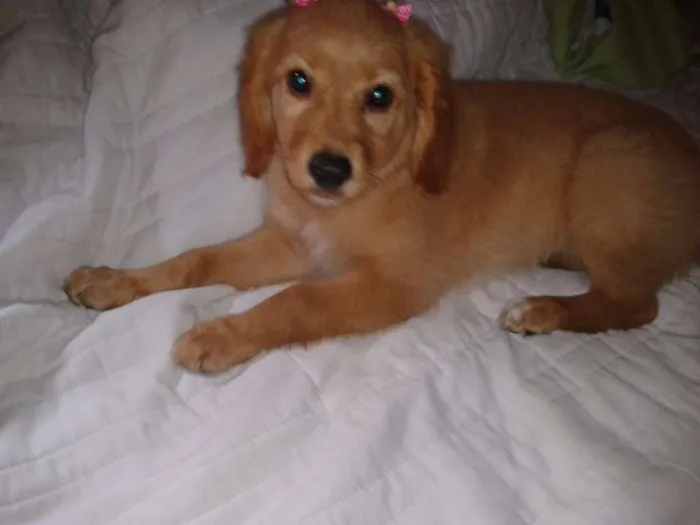 Cachorro ra a SRD idade 2 a 6 meses nome Laika