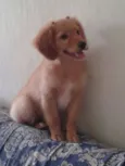 Laika