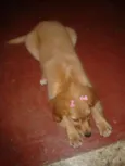 Laika