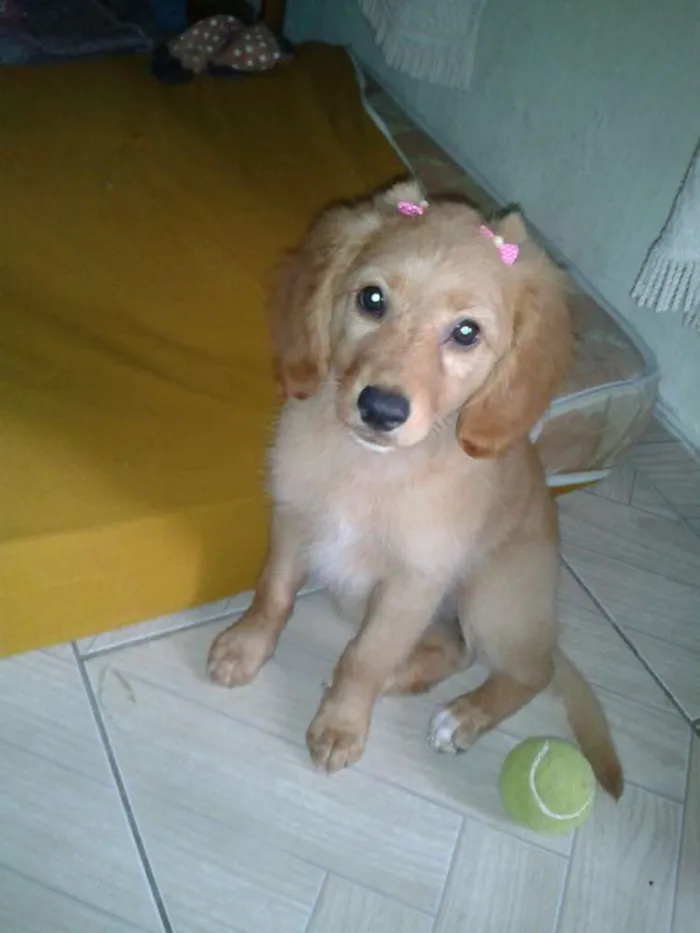 Cachorro ra a SRD idade 2 a 6 meses nome Laika