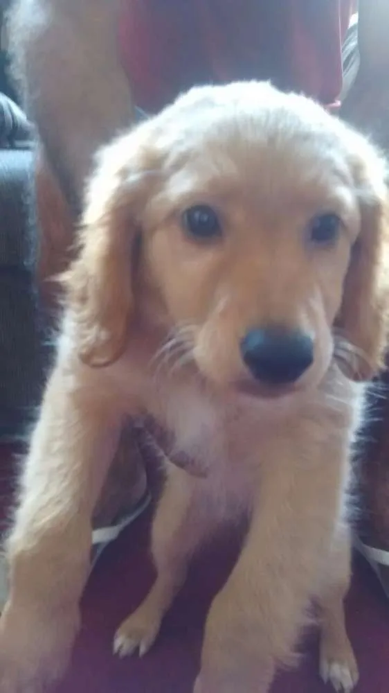 Cachorro ra a SRD idade 2 a 6 meses nome Laika
