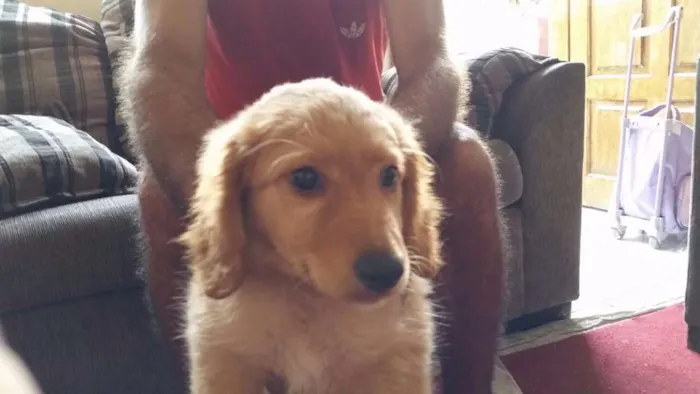 Cachorro ra a SRD idade 2 a 6 meses nome Laika