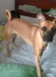 amora