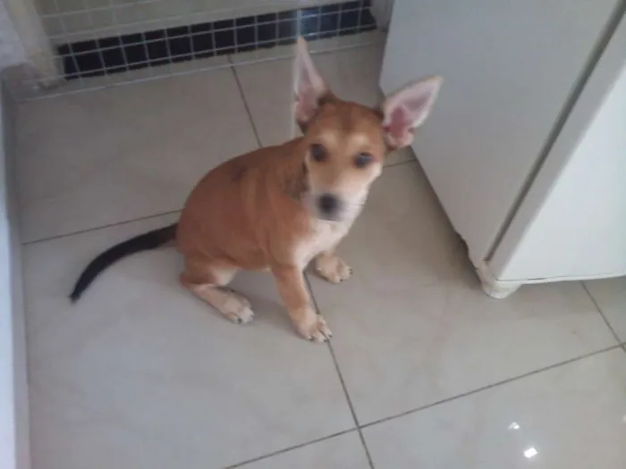 Cachorro ra a VIRA LATSA idade 2 a 6 meses nome KIRA