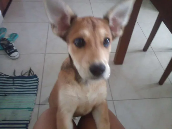 Cachorro ra a VIRA LATSA idade 2 a 6 meses nome KIRA