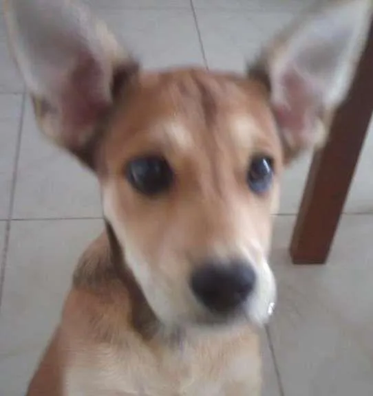 Cachorro ra a VIRA LATSA idade 2 a 6 meses nome KIRA