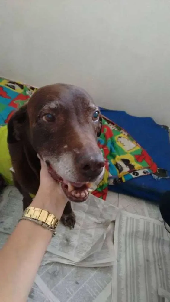 Cachorro ra a Labrador idade 6 ou mais anos nome Nina