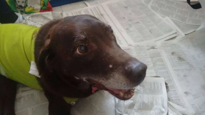 Cachorro ra a Labrador idade 6 ou mais anos nome Nina