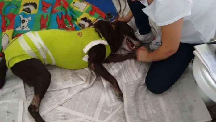 Cachorro ra a Labrador idade 6 ou mais anos nome Nina
