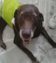 Nina