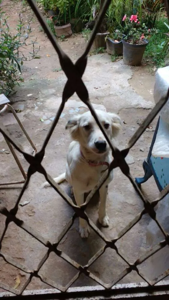 Cachorro raça Indefinida idade 1 ano nome KikI