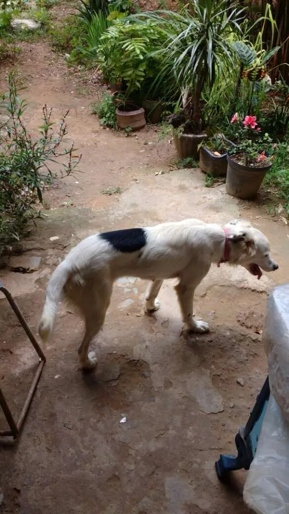 Cachorro raça Indefinida idade 1 ano nome KikI