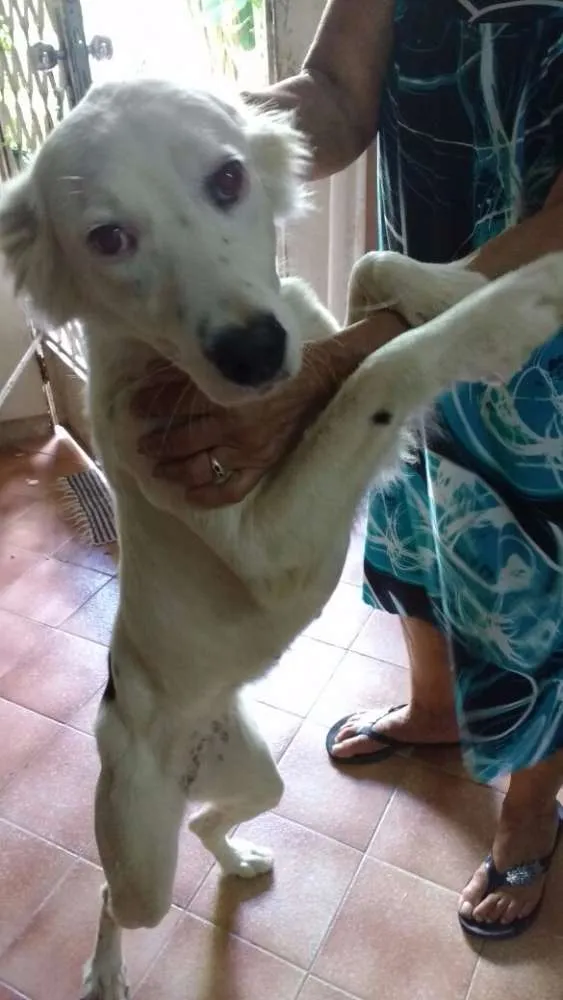 Cachorro raça Indefinida idade 1 ano nome KikI