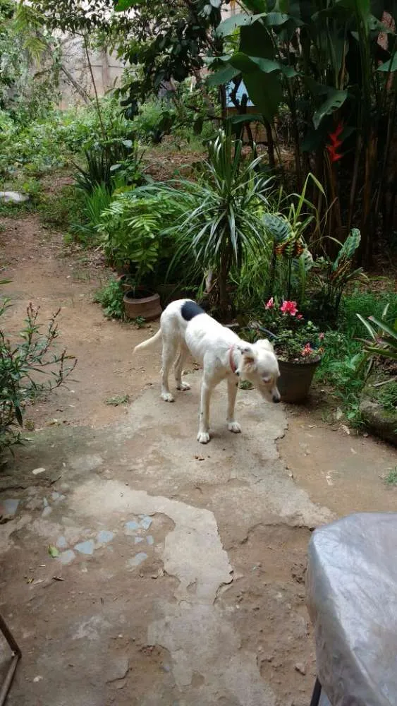 Cachorro raça Indefinida idade 1 ano nome KikI