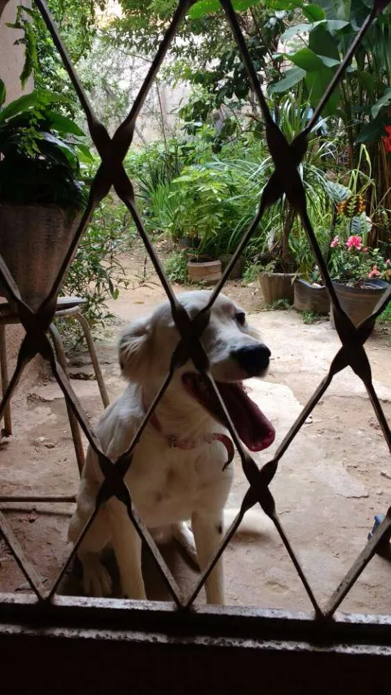 Cachorro raça Indefinida idade 1 ano nome KikI