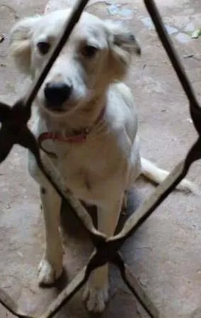 Cachorro raça Indefinida idade 1 ano nome KikI