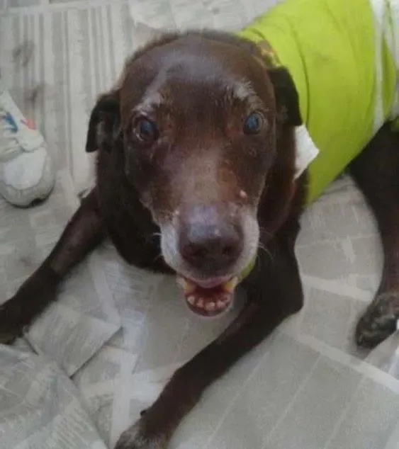 Cachorro ra a Labrador idade 6 ou mais anos nome Nina