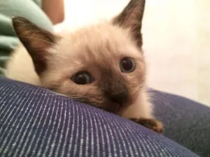 Gato raça Vira lata idade Abaixo de 2 meses nome Cookie
