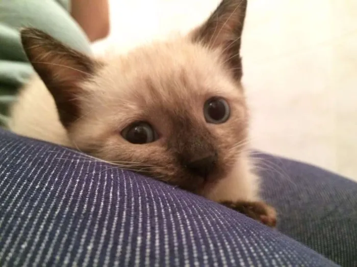 Gato ra a Vira lata idade Abaixo de 2 meses nome Cookie
