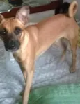 amora