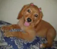 Laika