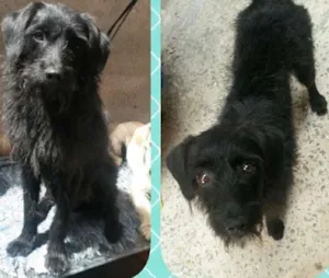 Cachorro raça Sem Raça Definida  idade 1 ano nome Neguinho